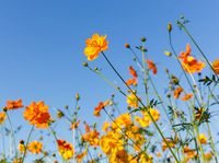 Buitencanvas 78x58cm bloemen oranje