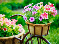 Buitencanvas 78x58cm fiets/bloemen