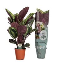 Calathea 'Medallion'