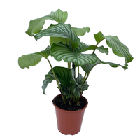 Calathea orbifolia pot 19cm