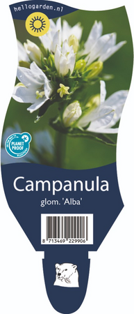 Campanula glomerata