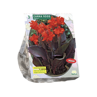 Canna donkerroodbladig rood 3st - afbeelding 1