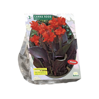 Canna donkerroodbladig rood 3st - afbeelding 2