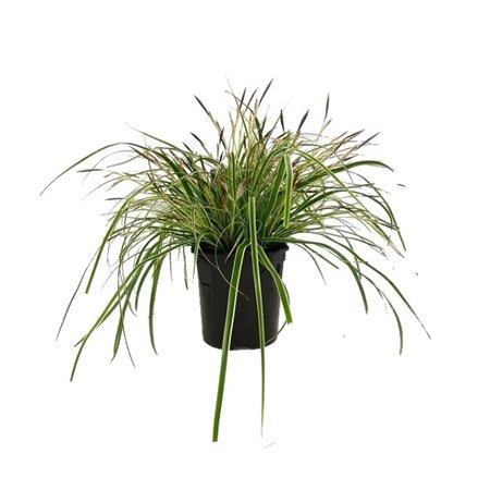 Carex oshimensis 'Evercream' 2 liter pot