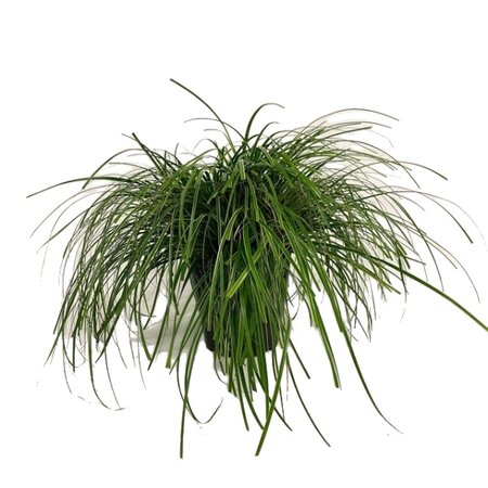 Carex oshimensis 'Evercream' 5 liter pot
