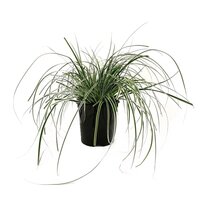 Carex oshimensis 'Everest' 2 liter pot