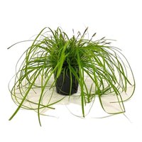 Carex oshimensis 'Everillo' 2 liter pot