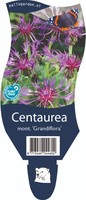 Centaurea mon. 'Grandiflora'