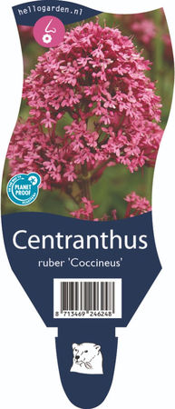Centranthus ruber 'Coccineus'