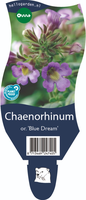 Chaenorhinum or. 'Blue Dream'