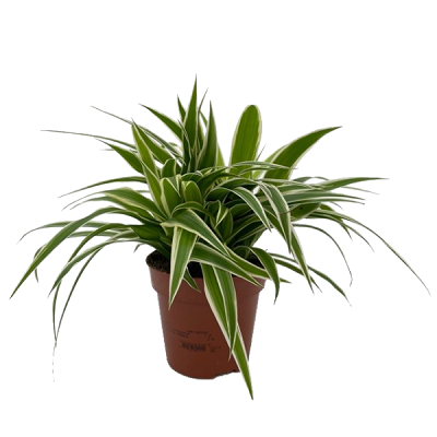 Chlorophytum ocean pot 12 cm