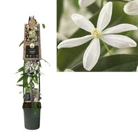 Clematis armandii P23 3.0
