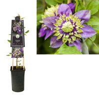 Clematis flor. Taiga PBR 3.0 P16