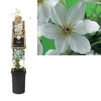 Clematis Joe P16 3.0