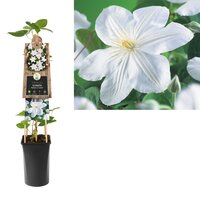 Clematis M. Le Coultre P16 3.0