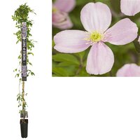 Clematis montana 'Rubens'