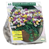 Crocus botanisch. mix 60st