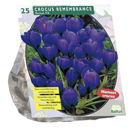 Crocus grootbloemig. blauw 25st