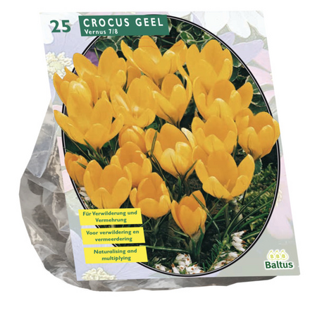 Crocus grootbloemig. geel 25st