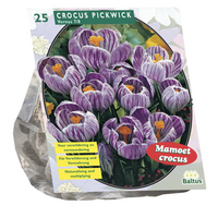 Crocus grootbloemig. gestreept 25st