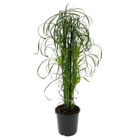 Cyperus alternifolius pot 14cm