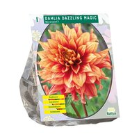 Dahlia dec dazzling magic 1st