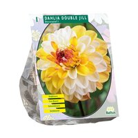 Dahlia decoratief double jill 1st