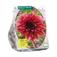 Dahlia decoratief tanita 1st