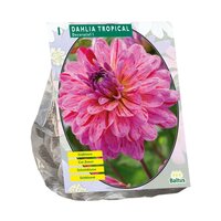 Dahlia decoratief tropical 1st