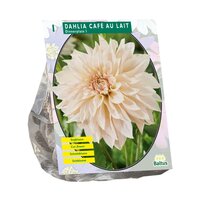 Dahlia dinner cafe au lait 1st