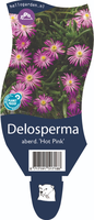 Delosperma aberd. Hot Pink P11