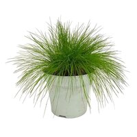 Deschampsia flexuosa 'AmiLime'® pot 17cm