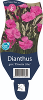 Dianthus grat. Dinetta Lilac P11