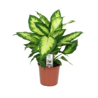 Dieffenbachia 'Camilla'