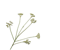 Dilletak l66cm groen