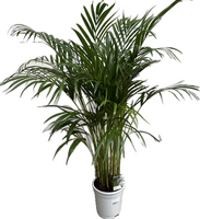 Dypsis lutescens ...Chrysalidoca