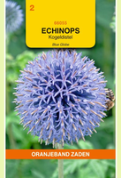 Echinops ritro violet-blauw 0.5gram - afbeelding 1