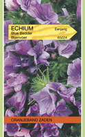 Echium plantagineum blue bedder 1g - afbeelding 3