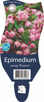 Epimedium youngianum 'Roseum'