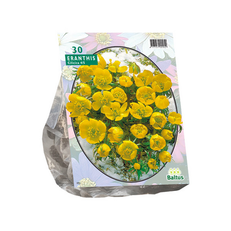 Eranthis cilicica 30st