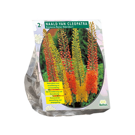 Eremurus ruiter hybriden mix 2st - afbeelding 1