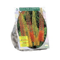 Eremurus ruiter hybriden mix 2st - afbeelding 2