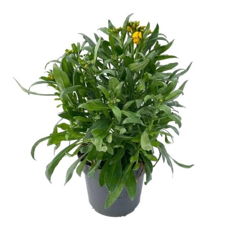 Erysimum lin. FRagrant Sunshine pot 13cm
