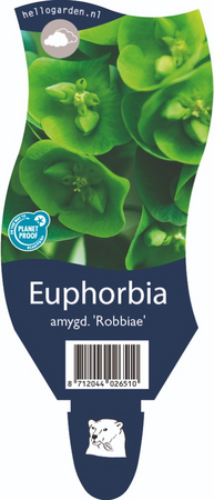 Euphorbia amyg. 'Robbiae'