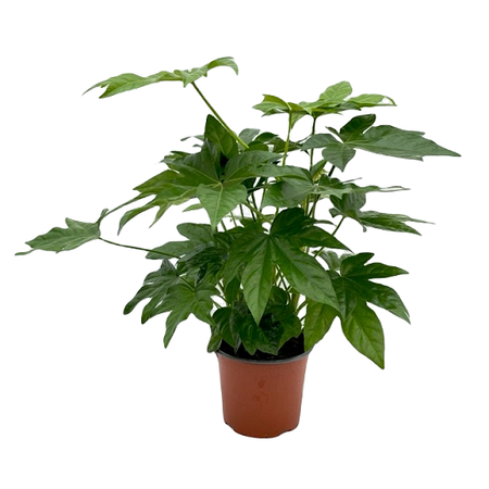 Fatsia japonica pot 17 cm - afbeelding 1