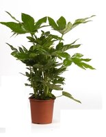 Fatsia japonica pot 17 cm - afbeelding 2