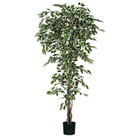 Ficus hawaii i/pot d100h210cm groen