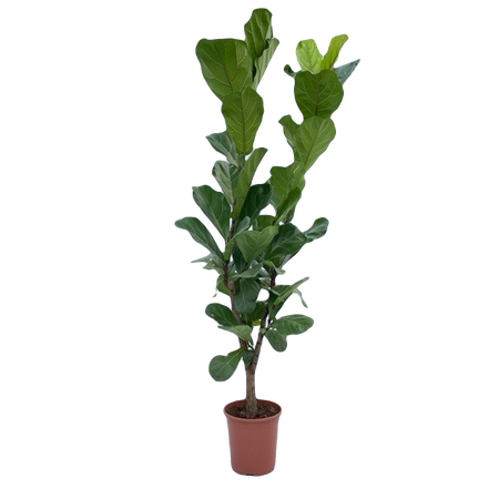 Ficus lyrata pot 27 cm