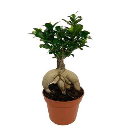 Ficus microcarpa 'Ginseng' pot 15 cm