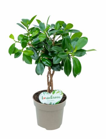 Ficus microcarpa maya pot 12 cm